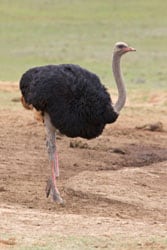 Ostrich on farm