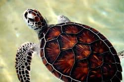 Baby sea turtle