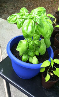 Basil plant growing in pot