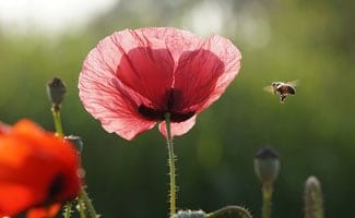 Bee buzzing on flower