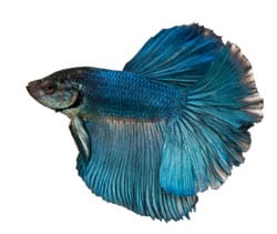 Large Betta Splendens (Siamese Fighting Fish)