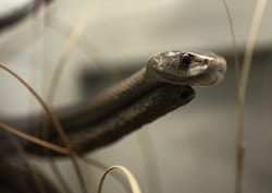 Black mamba snake