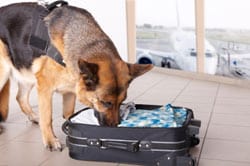 Bomb sniffing dog at airport