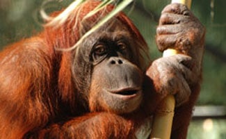 Bornean orangutan