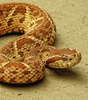 Jararacussu Jararacussu snake