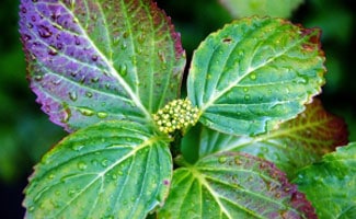 Budding plant