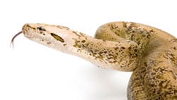 Burmese python
