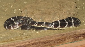 Common Krait snake