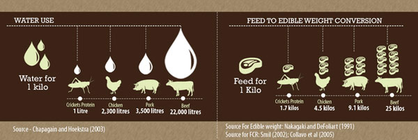Cricket Protein Infographic