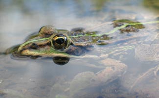 Frog in water