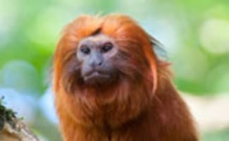 Golden lion tamarin