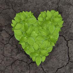 Green leaf heart