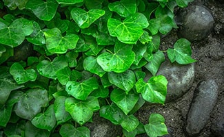 Ivy on wall with rocks