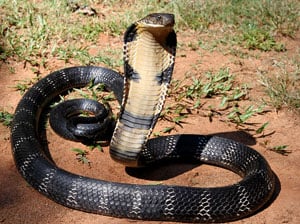 King Cobra snake