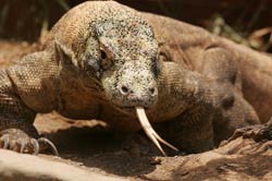 Komodo dragon