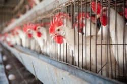 Hens laying eggs in factory farm
