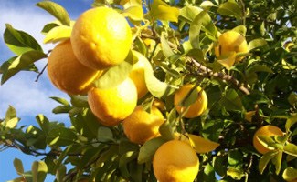 Lemons on a tree