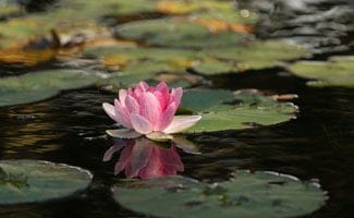 Lilypond with lily
