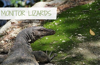 Monitor Lizard (caption: Monitor Lizards)