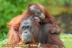 Mother orangutan and baby
