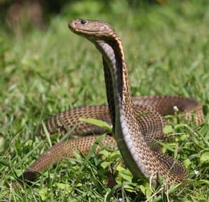 Philippine Cobra Snake