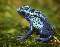 Poison dart frog sitting on moss