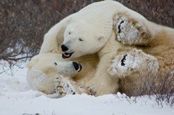 Polar bears playing