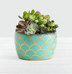 ProFlowers plant