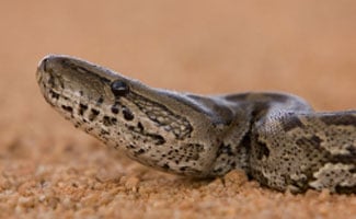 Python in the everglades