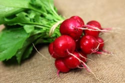 Bundle of radishes
