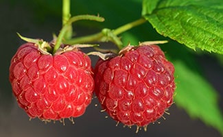 Raspberries 