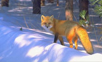 Red fox in the snow