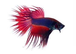 Red siamese fighting fish