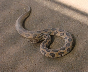 Russell’s Viper snake