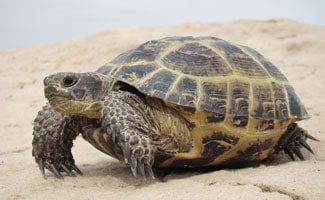 The Russian Tortoise
