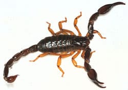 Scorpion with stinger