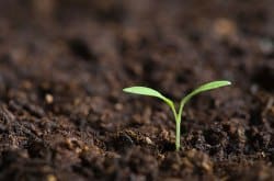 Seedlings from compost