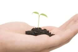 Small plant and hand over white background