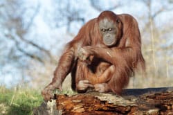 Sumatran orangutan
