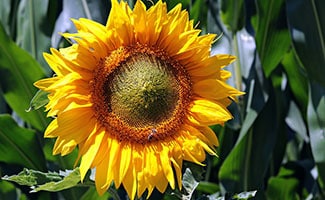 Sunflower