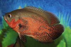 Tiger oscar fish