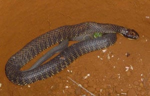 Tiger Snake