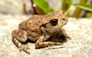 Toad on rock