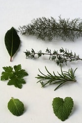 Types of herbs