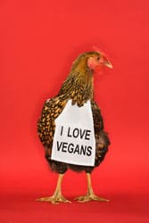 Vegan chicken