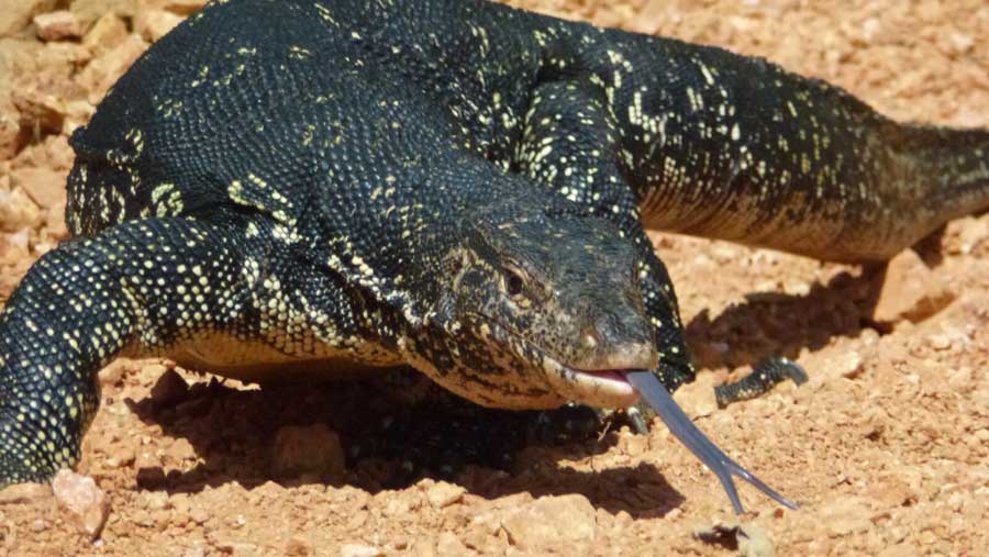 water monitor desert jpg