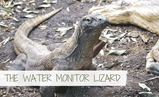 Water Monitor Lizard in the wild (Caption: The Water Monitor Lizard)