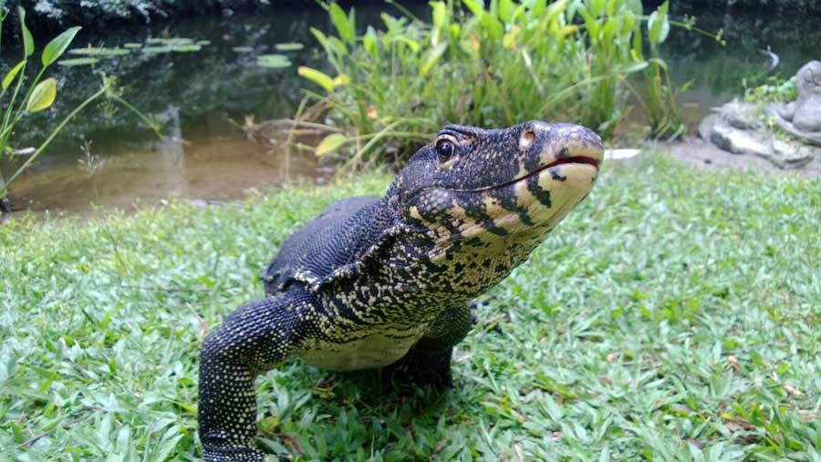 water monitor on grass jpg
