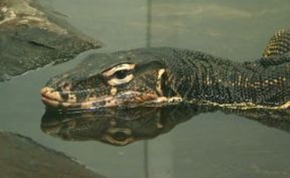 Water monitor lizard in water