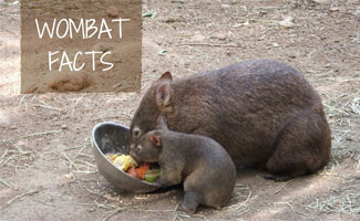 Wombat and baby eating: Wombat Facts